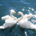 Mute Swan